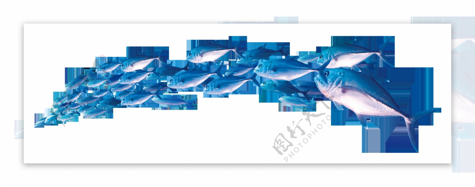 手绘蓝色海豚元素