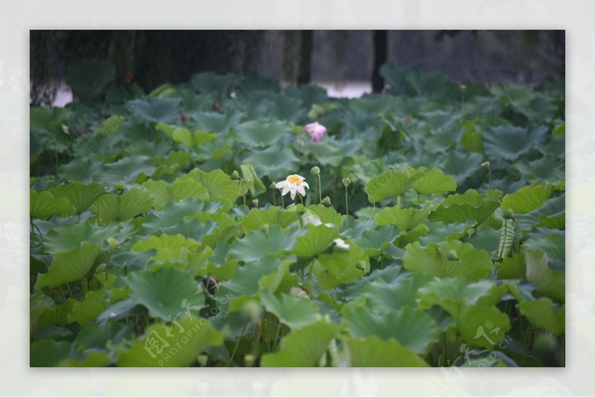 荷花雨荷