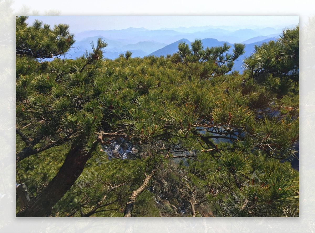 黄山松树