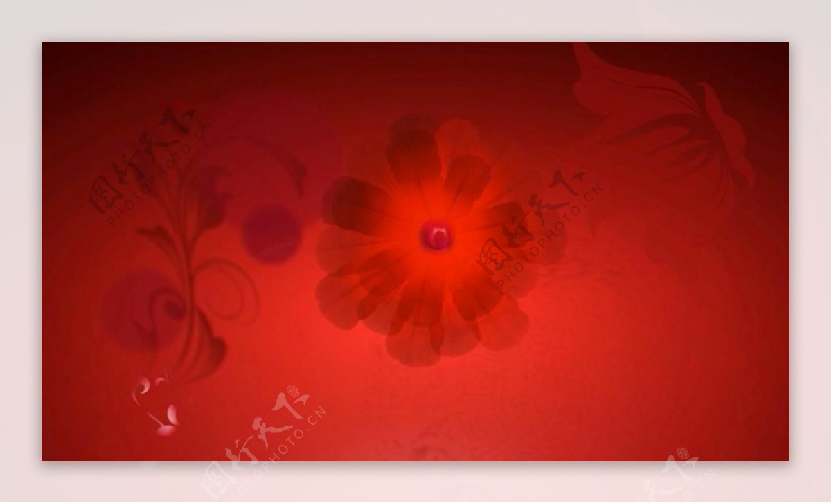 红色花纹背景动态视频素材