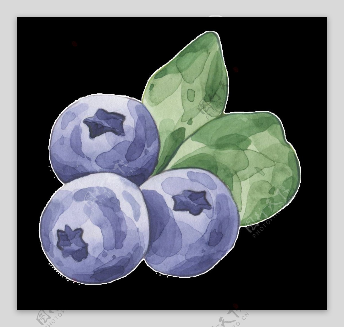 手绘水彩蓝莓水果透明装饰图案