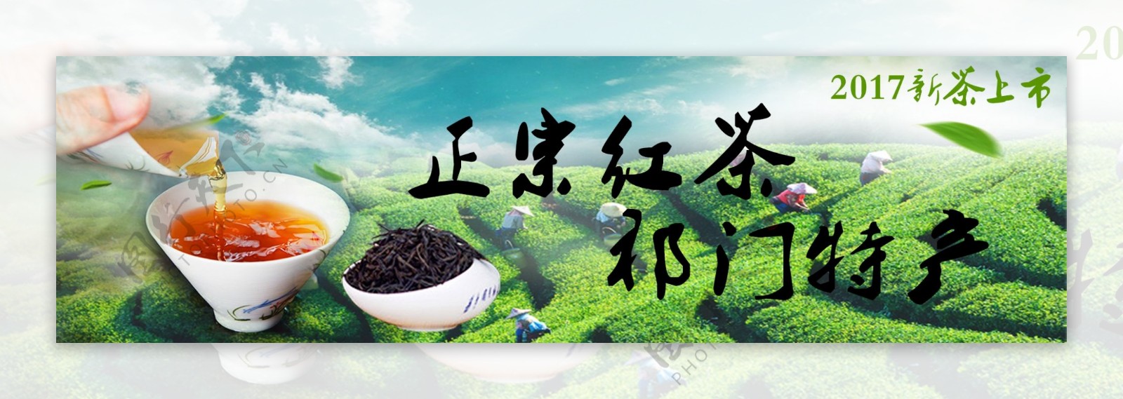 祁门红茶网页banner