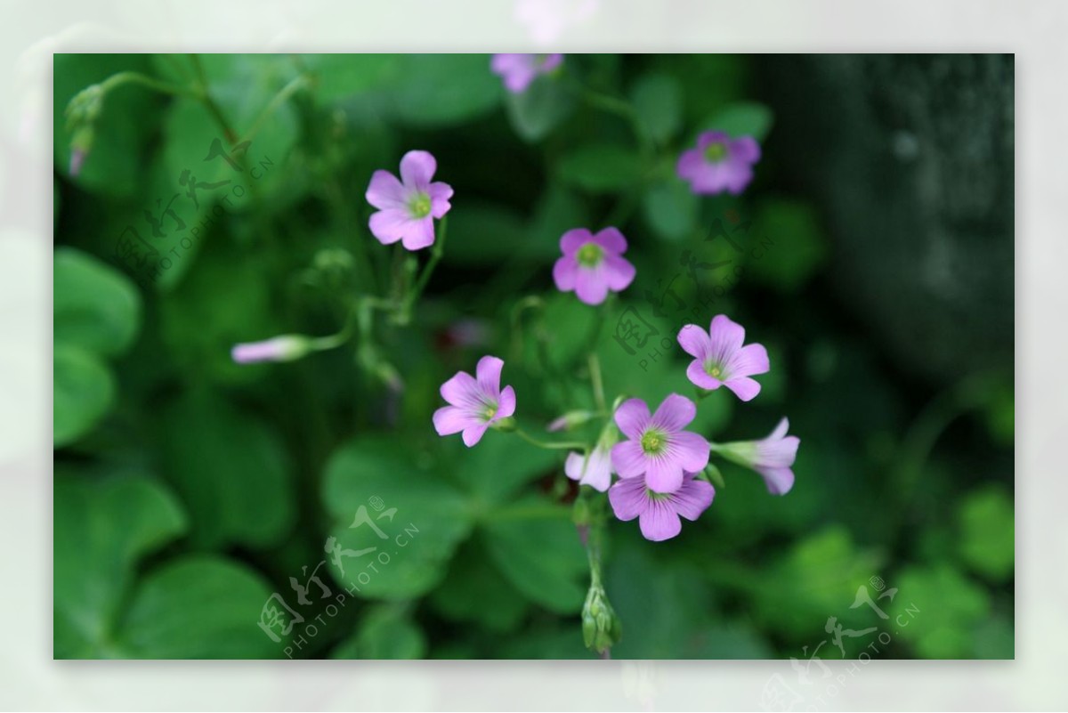 花草