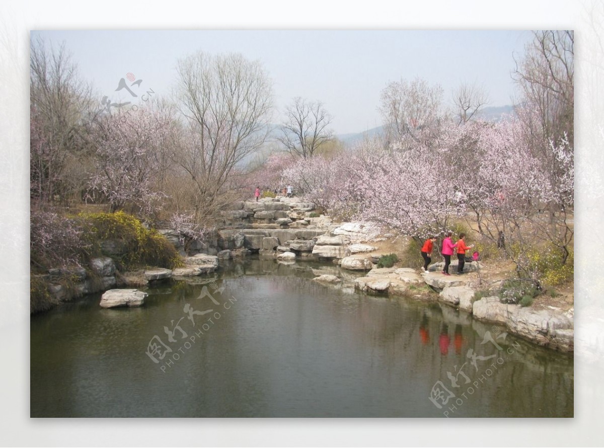 桃花美景