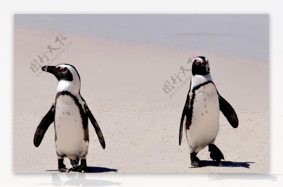 南非企鹅