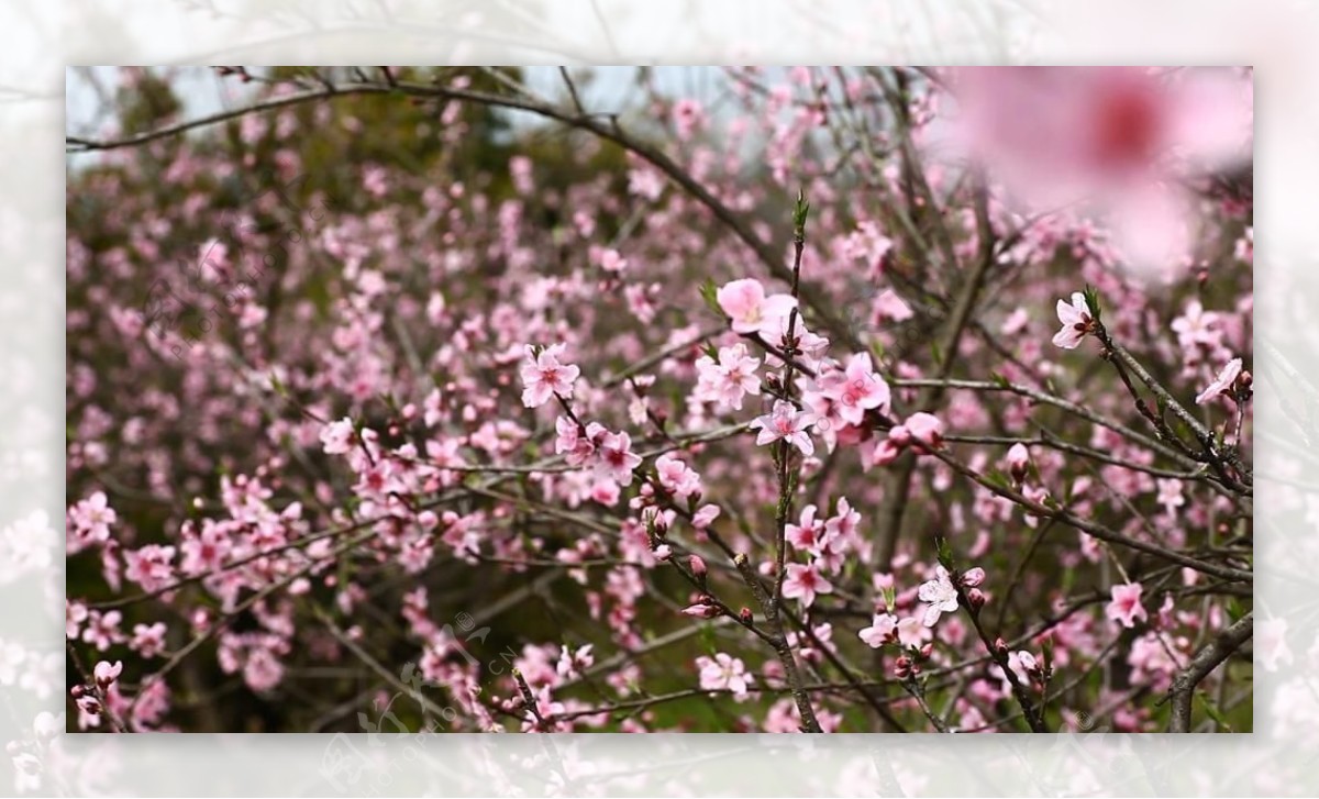 满树的粉色小花