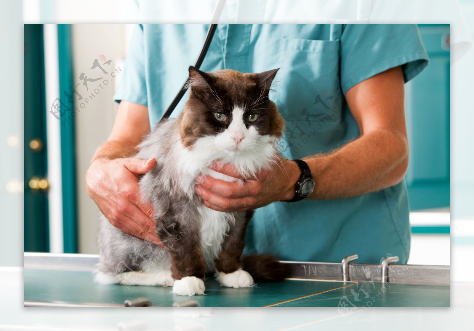一只猫兽医诊所检查