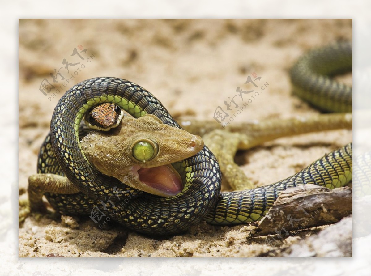 蛇吃青蛙