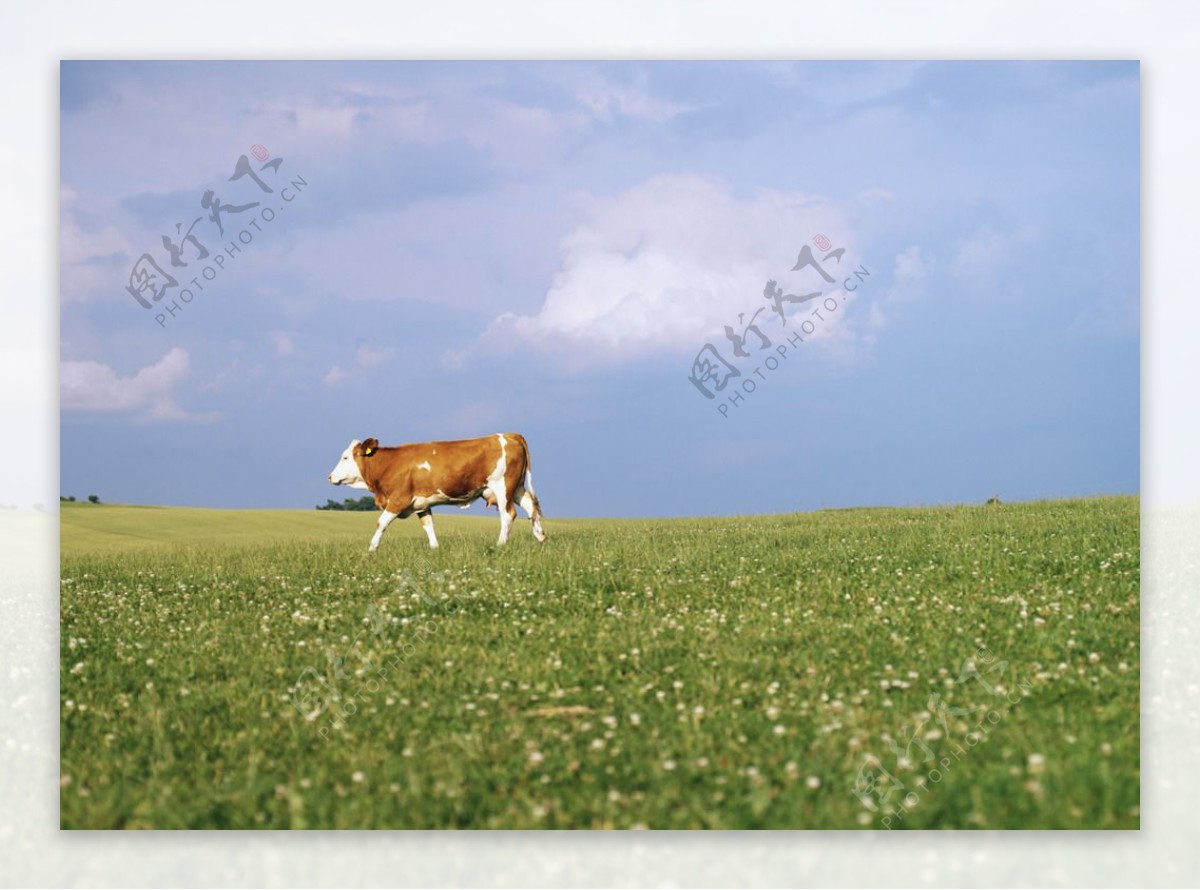 牧场奶牛