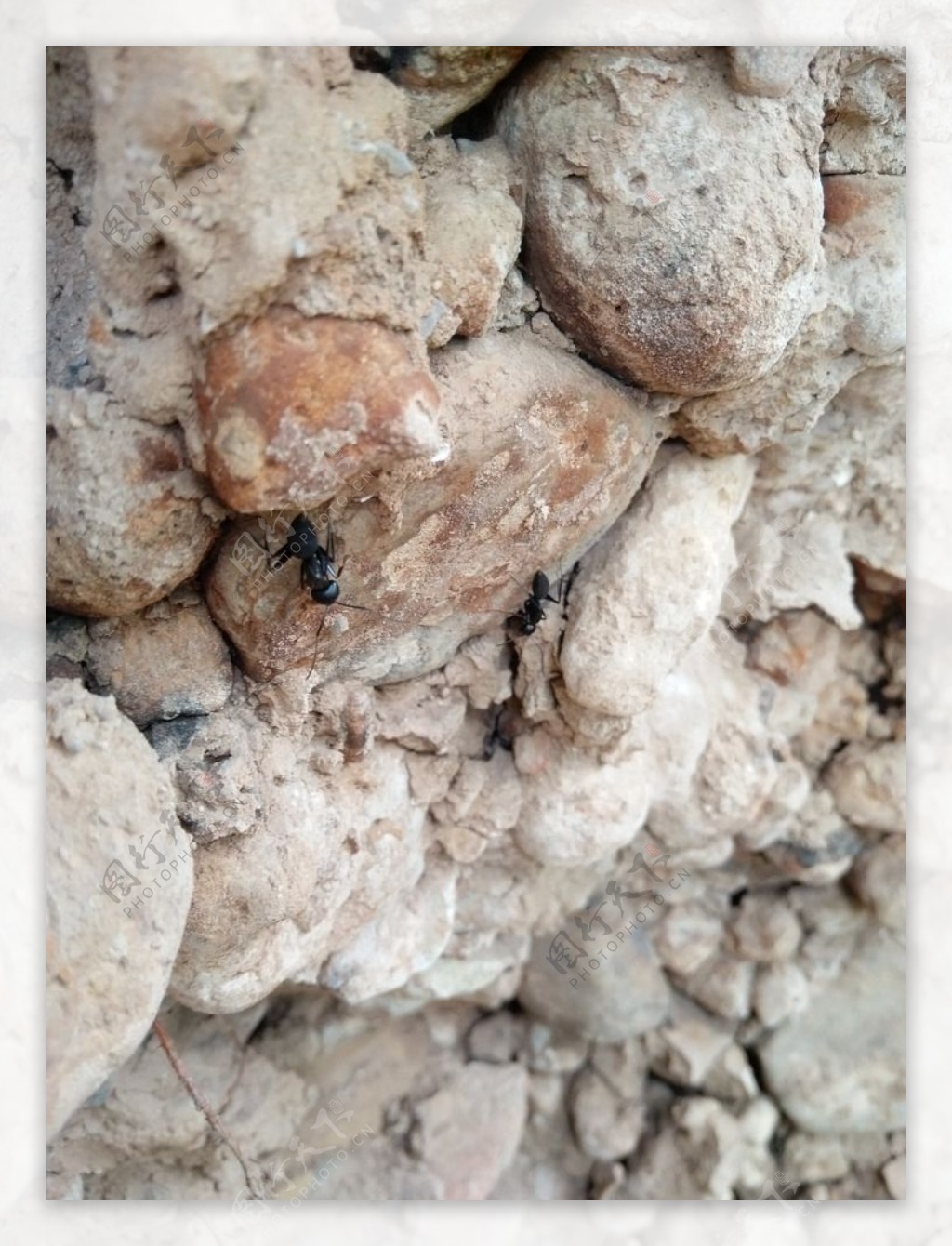 蚂蚁岩石墙壁