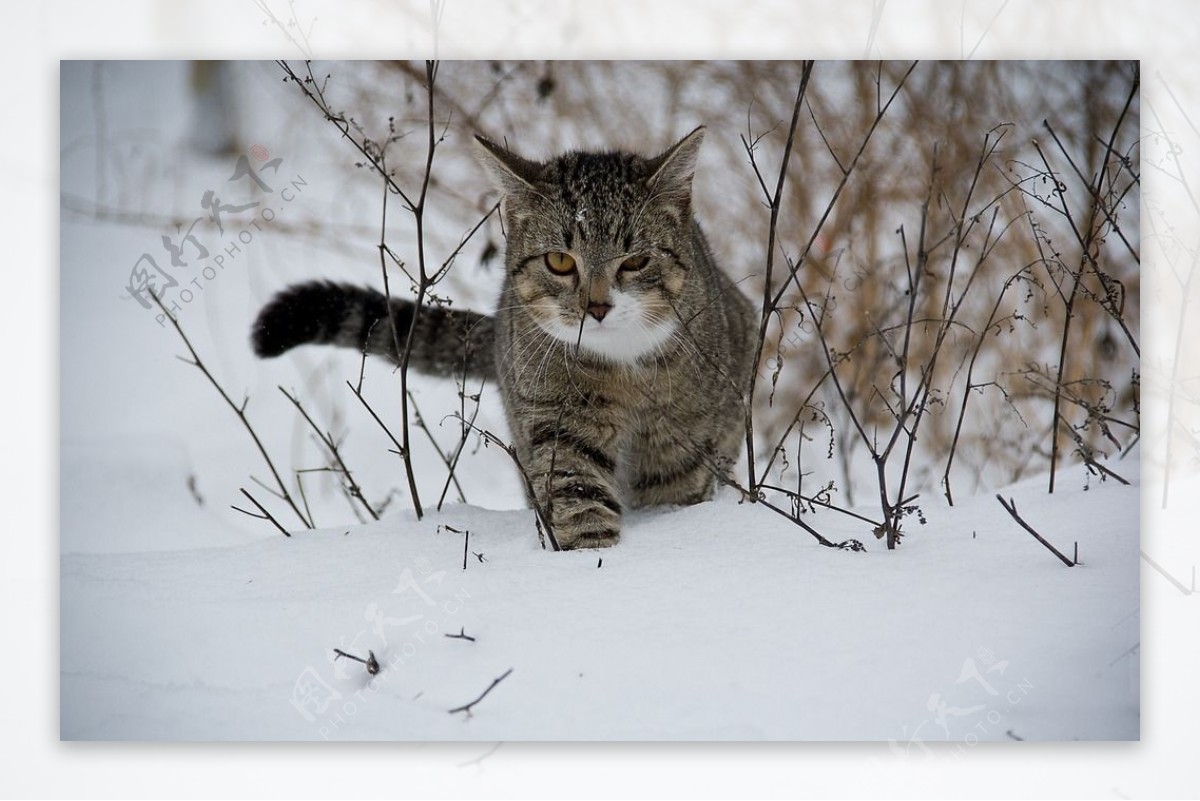 行走在雪地中的猫咪
