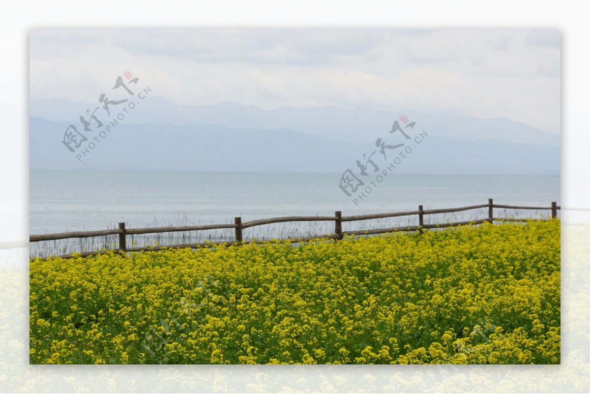 青海湖与油菜花