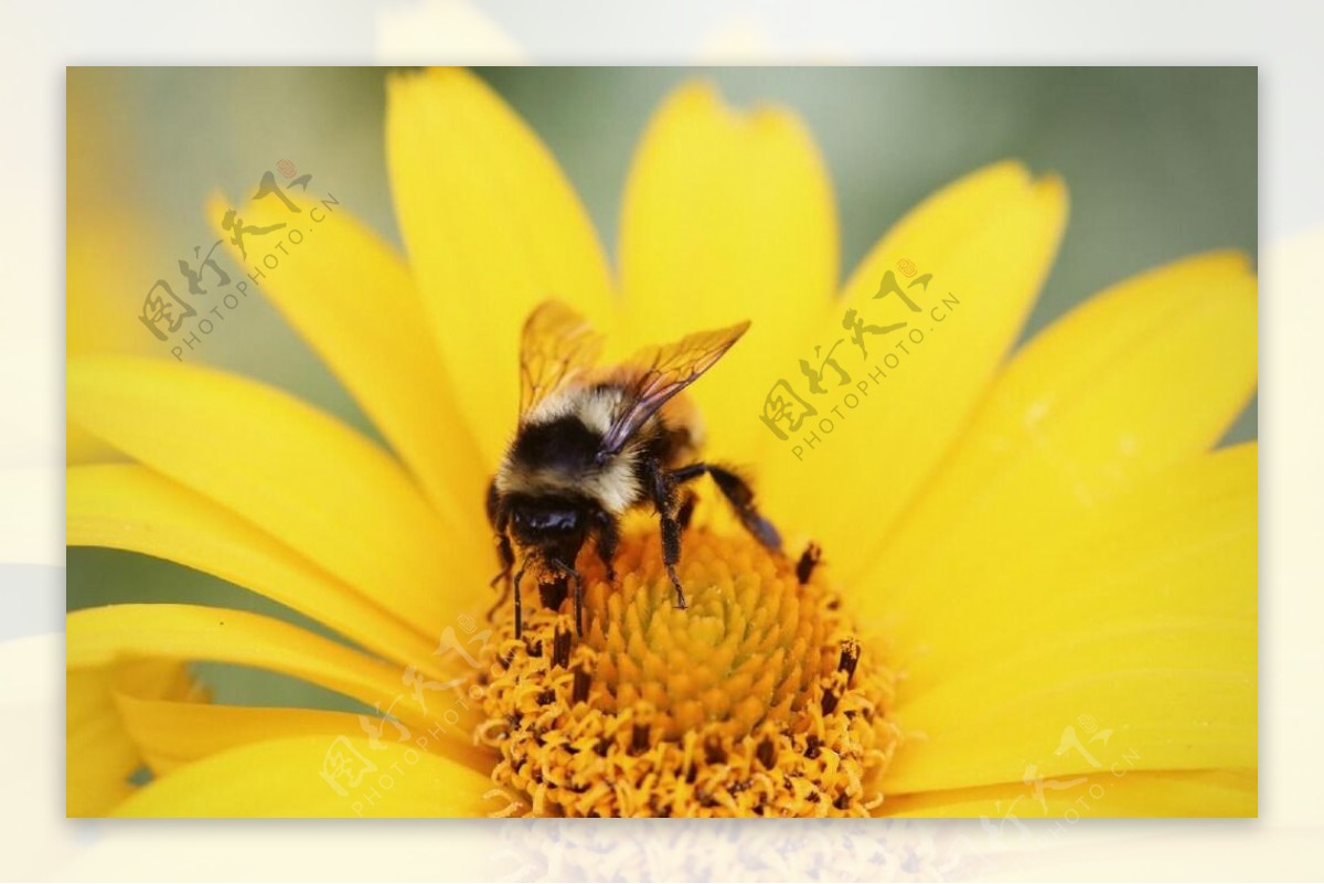 小黄花蜜蜂