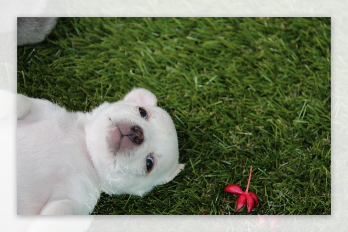 可爱狗狗躺在草坪上
