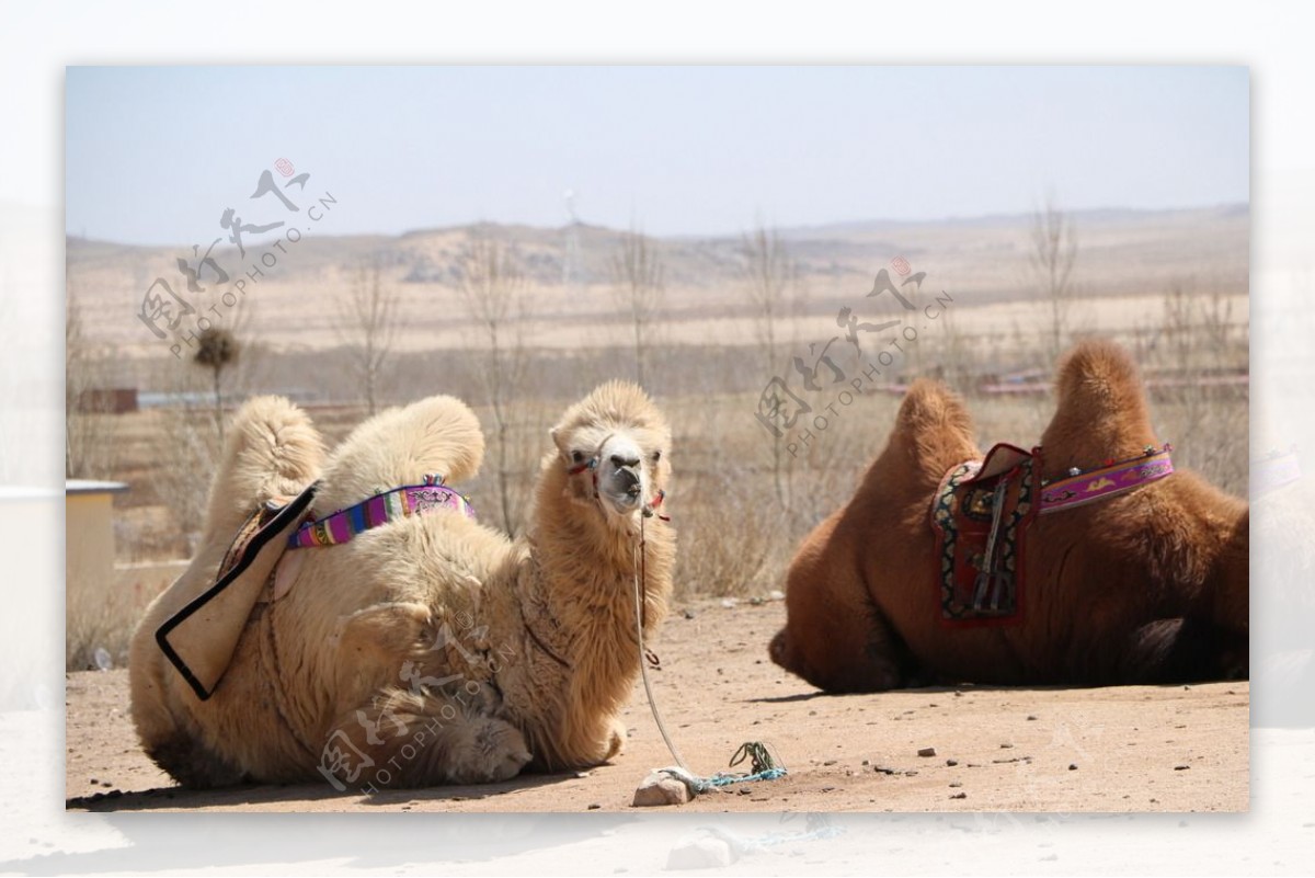 懵懂的骆驼
