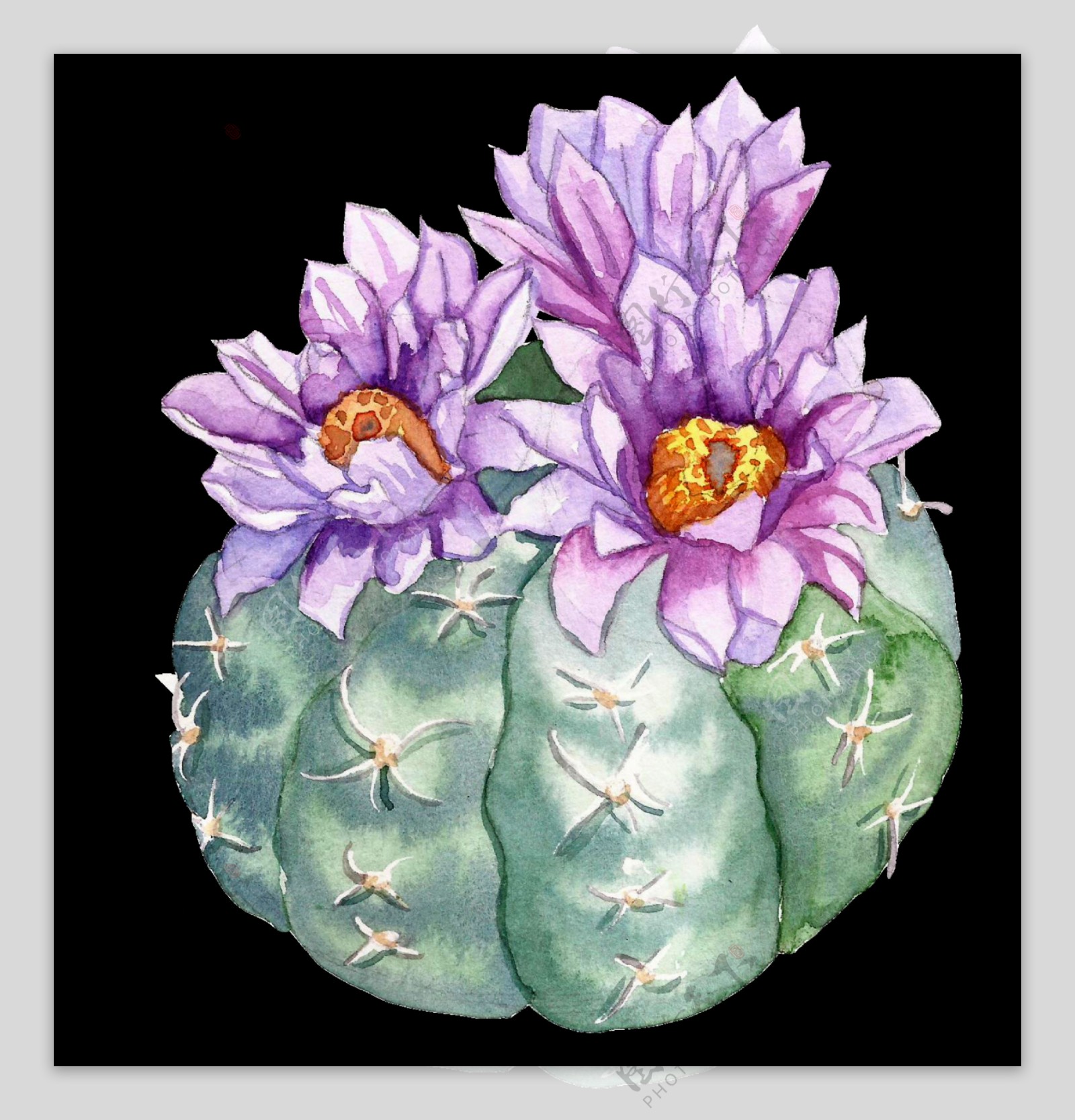 紫色水彩手绘仙人掌花朵透明素材
