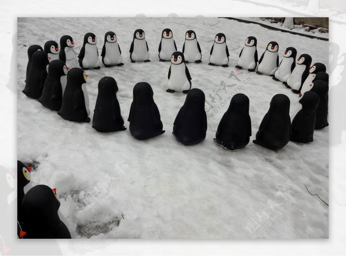 雪地上的企鹅群