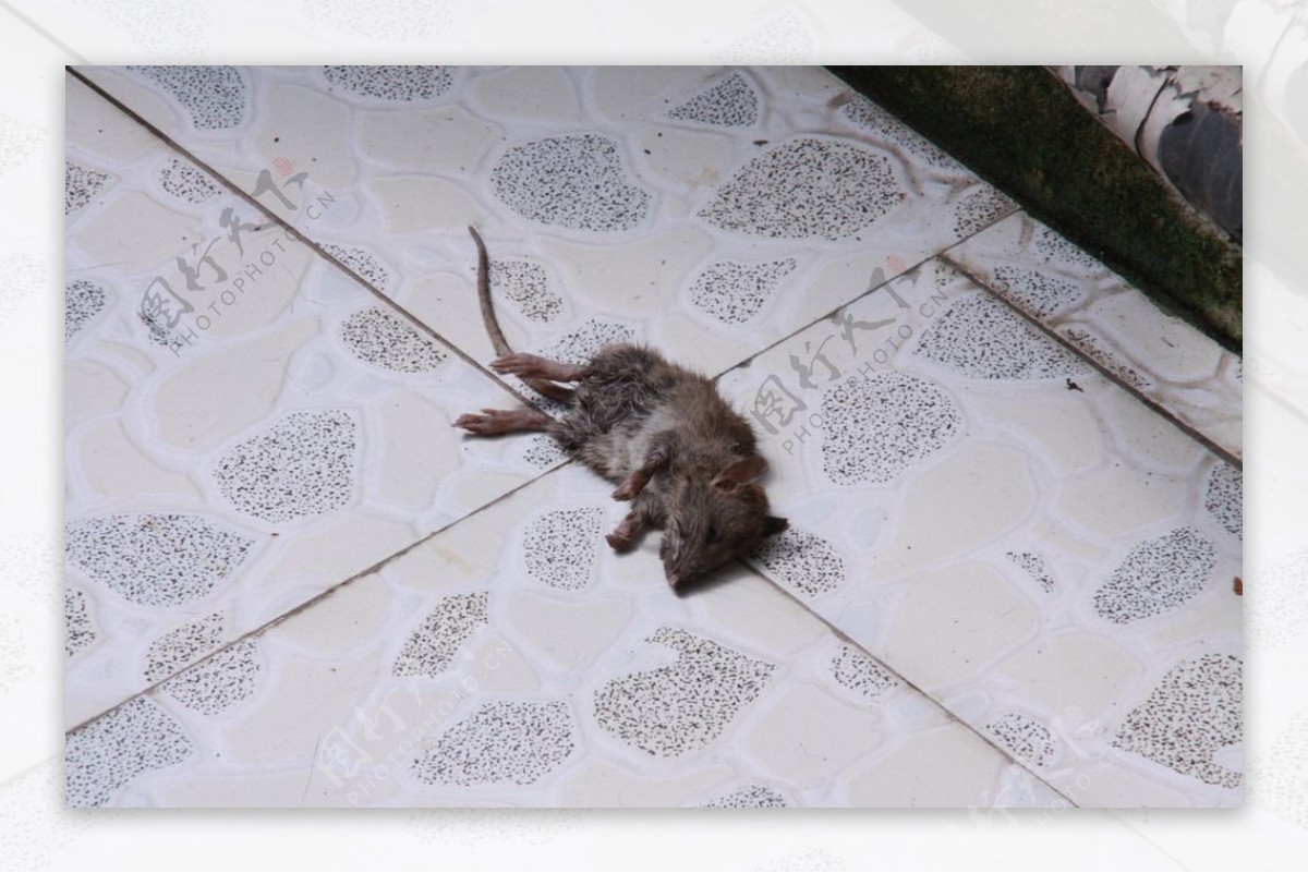死老鼠图片大全-死老鼠高清图片下载-觅知网