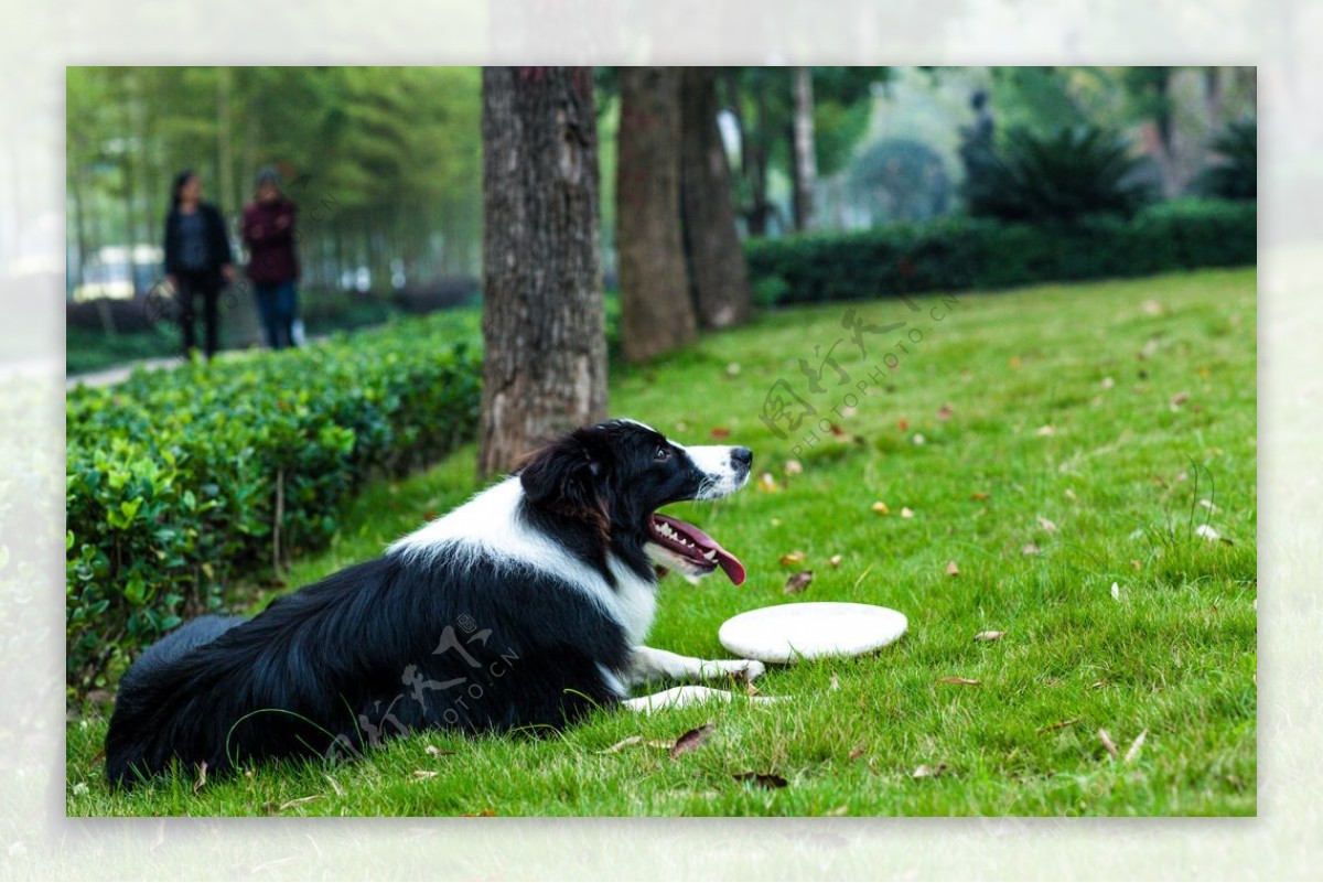 边牧边境牧羊犬牧羊犬牧羊