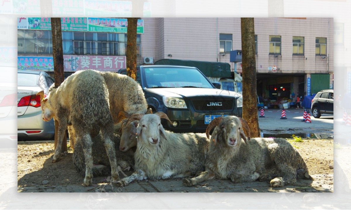 城市羊群