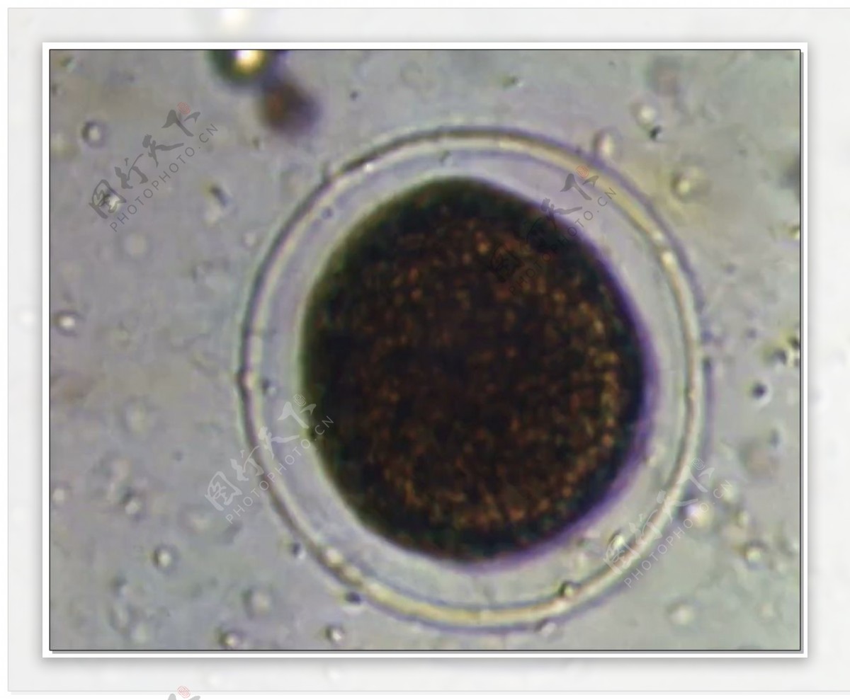 圆形微生物视频素材