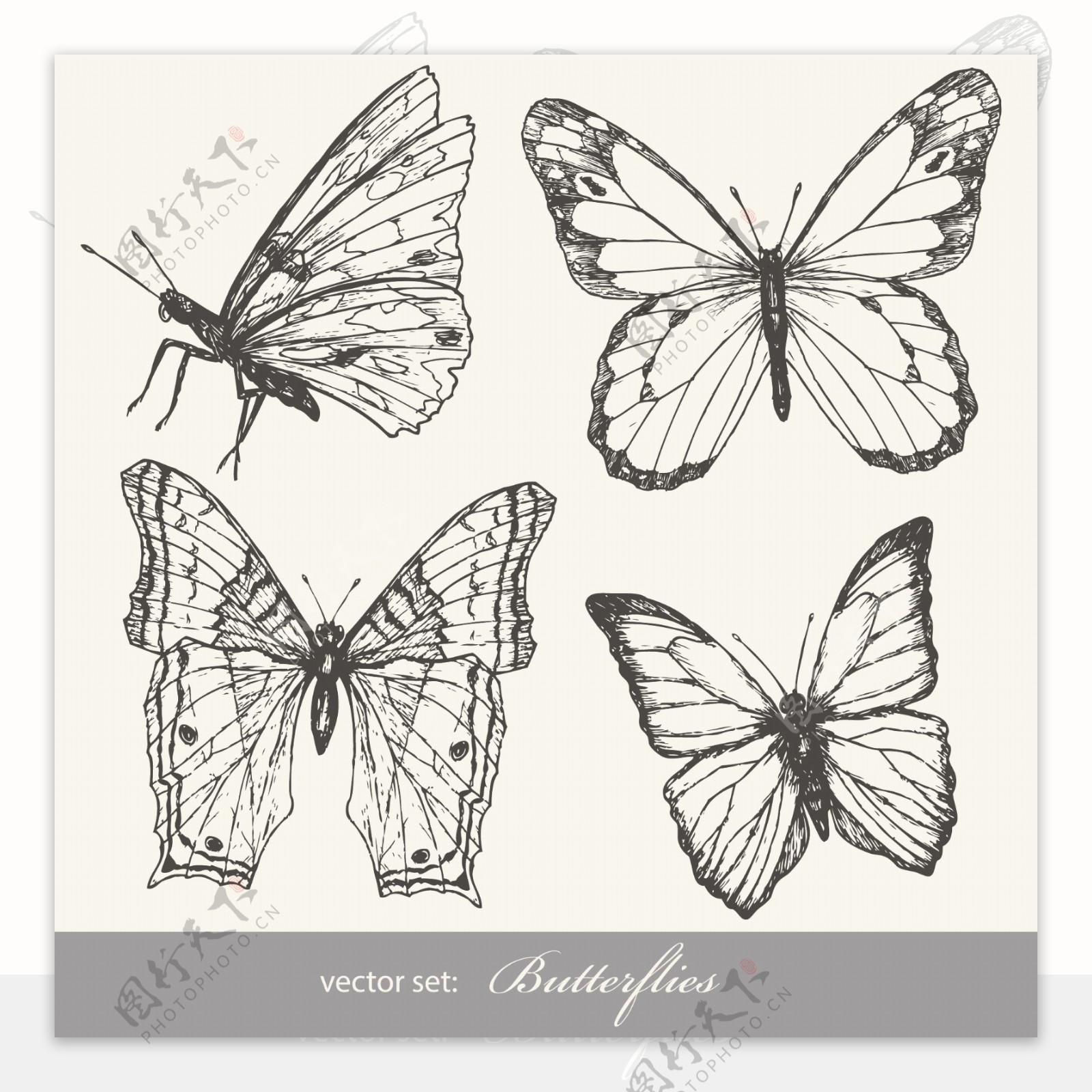蝴蝶黑白标本