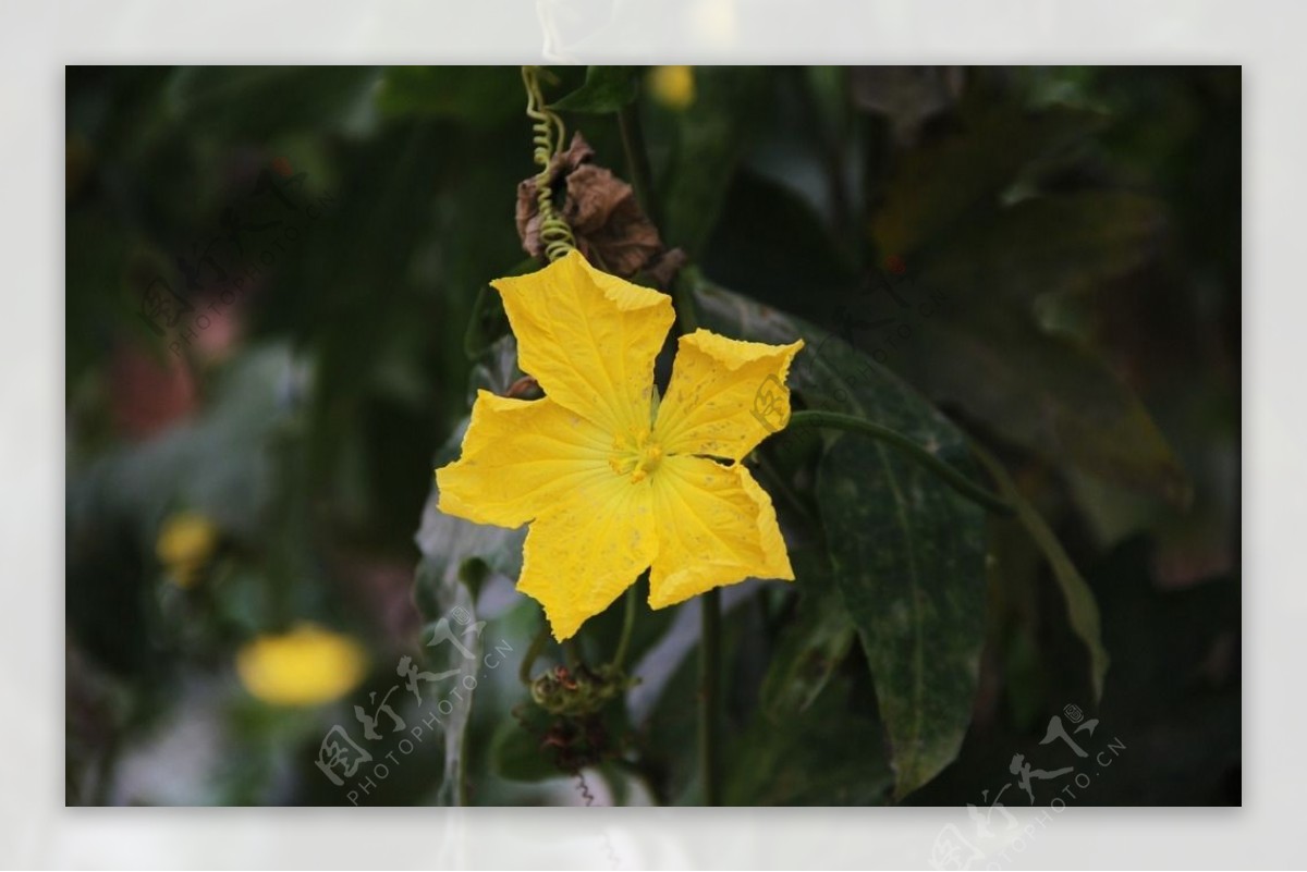 黄花挂枝头