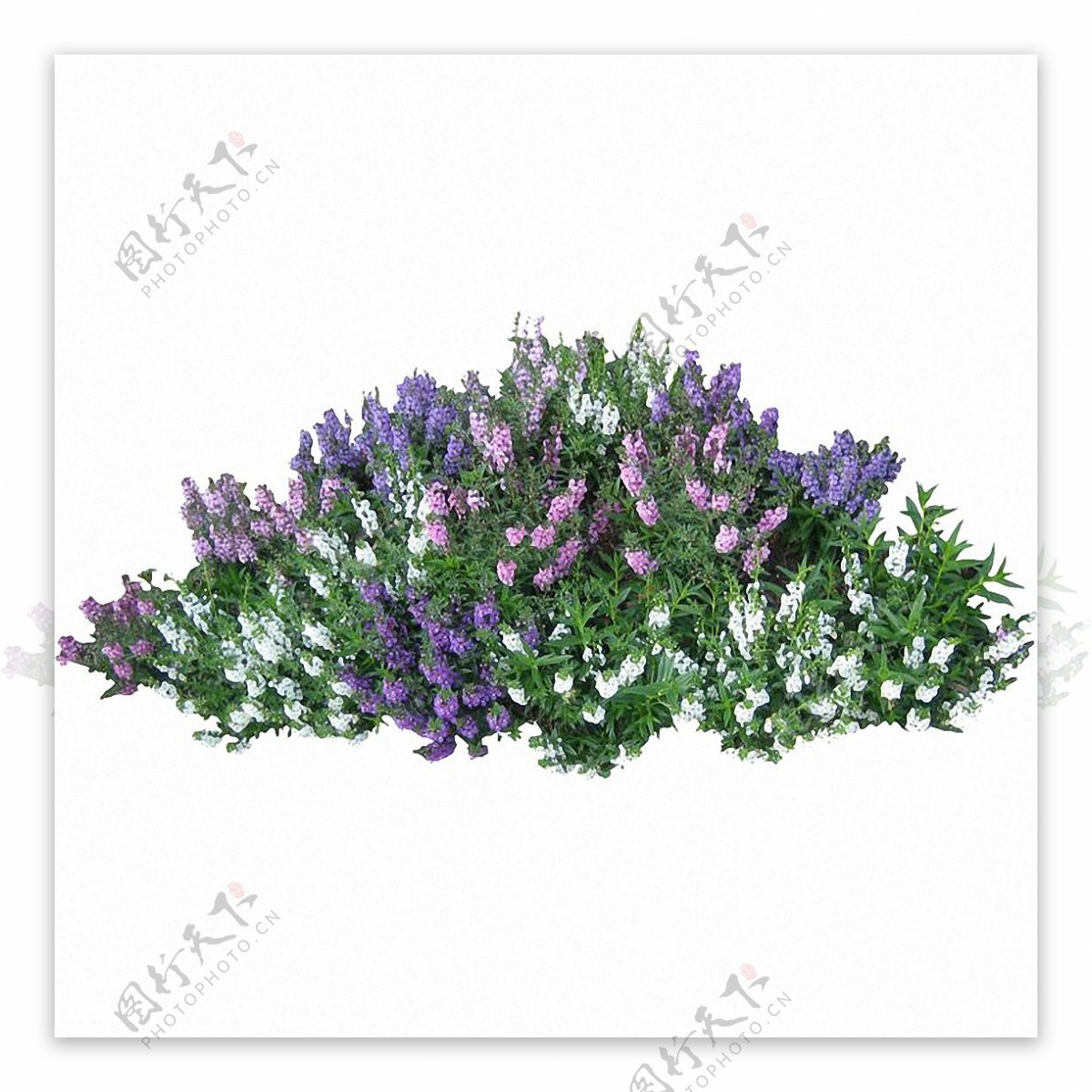 紫色鲜花灌木免抠png透明图层素材