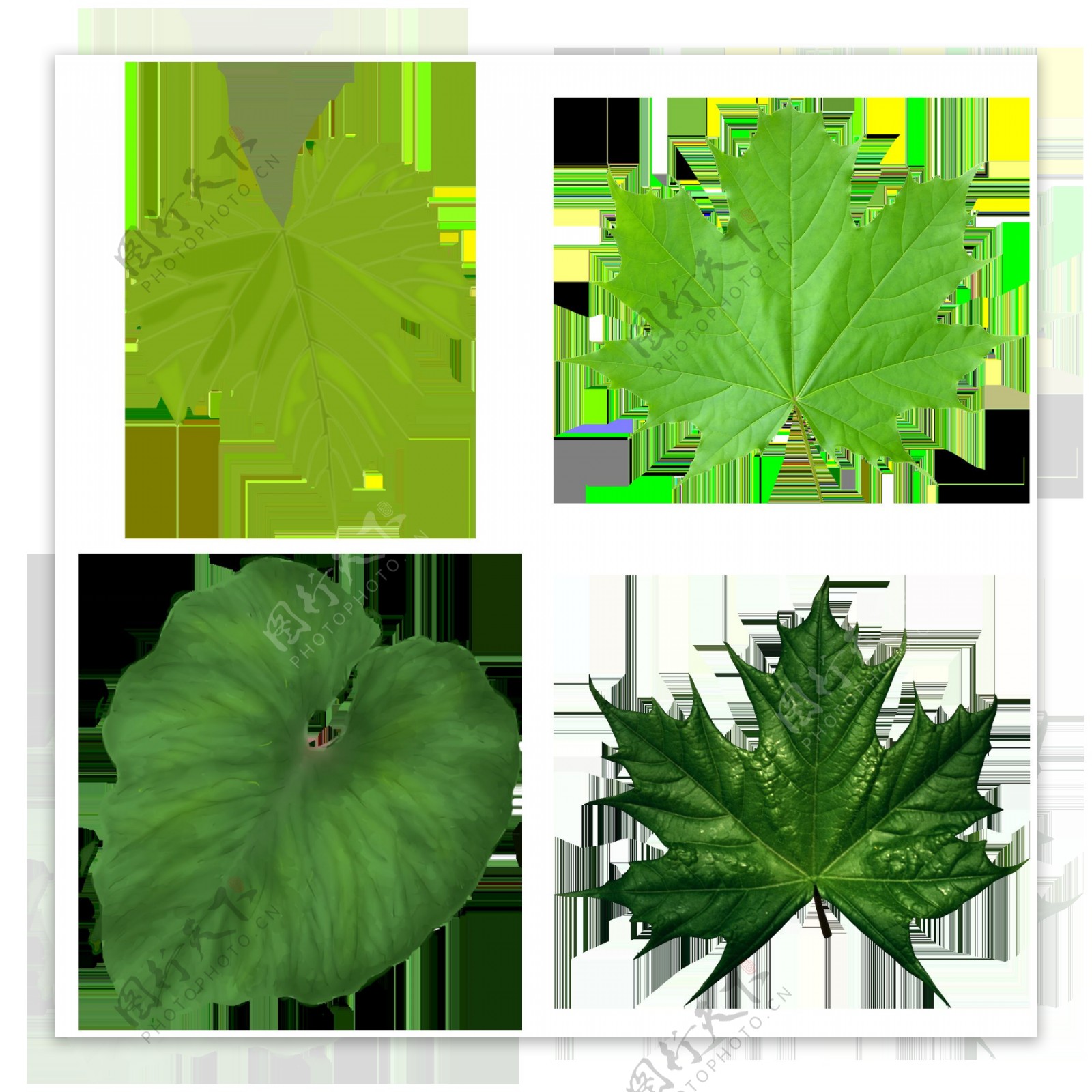 四种绿叶免抠png透明图层素材