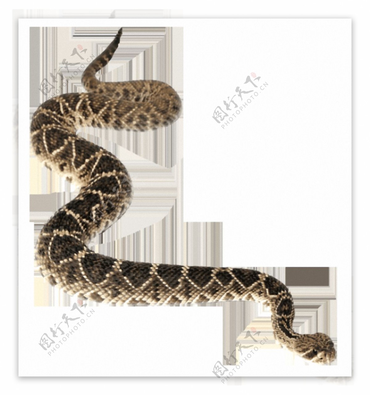 褐色漂亮斑纹的蛇免抠png透明素材