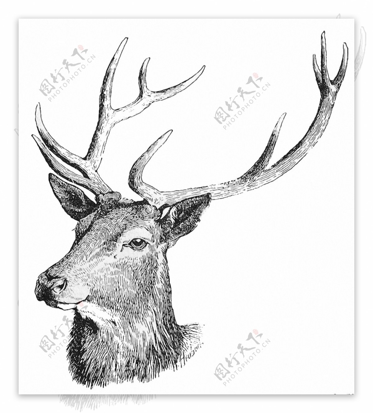 黑白素描风格的鹿免抠png透明素材