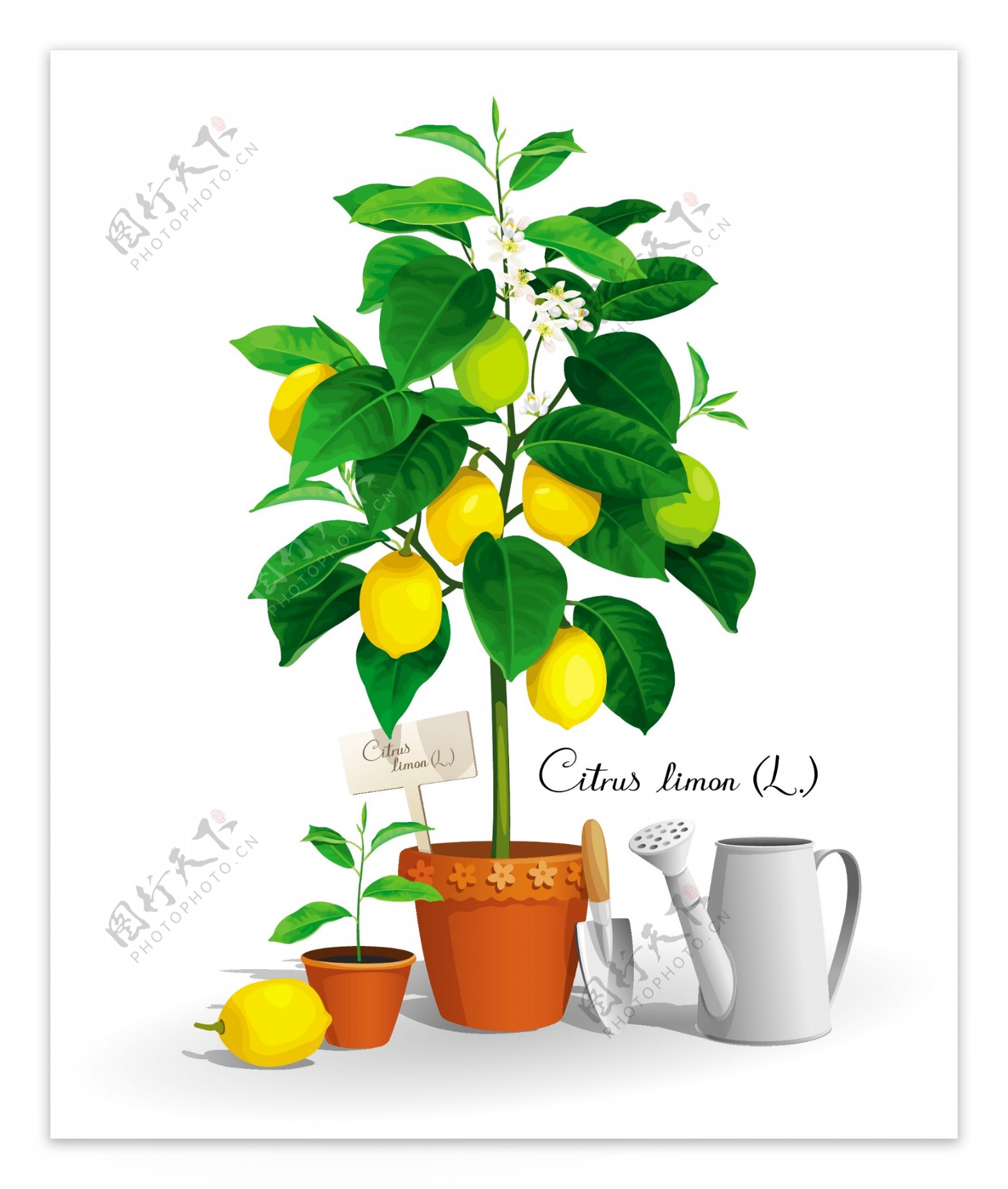 柠檬树矢量素材