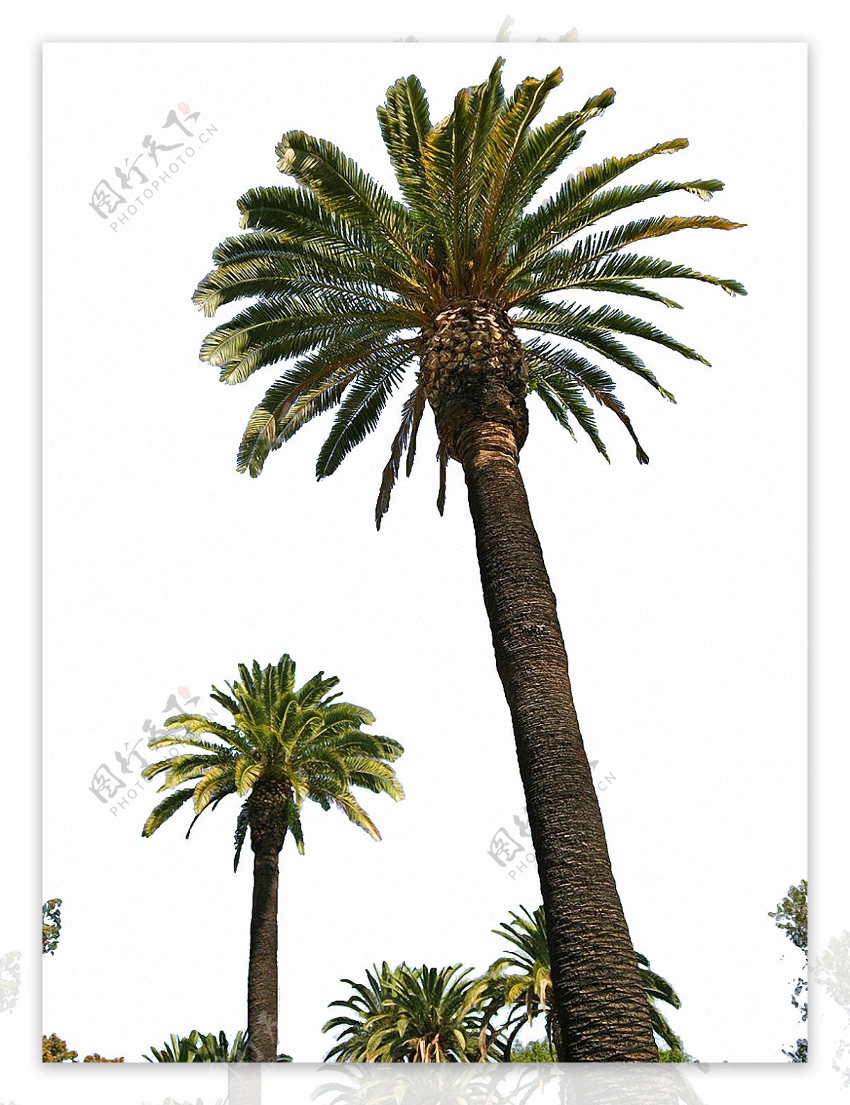 高大粗壮的棕榈树免抠png透明素材