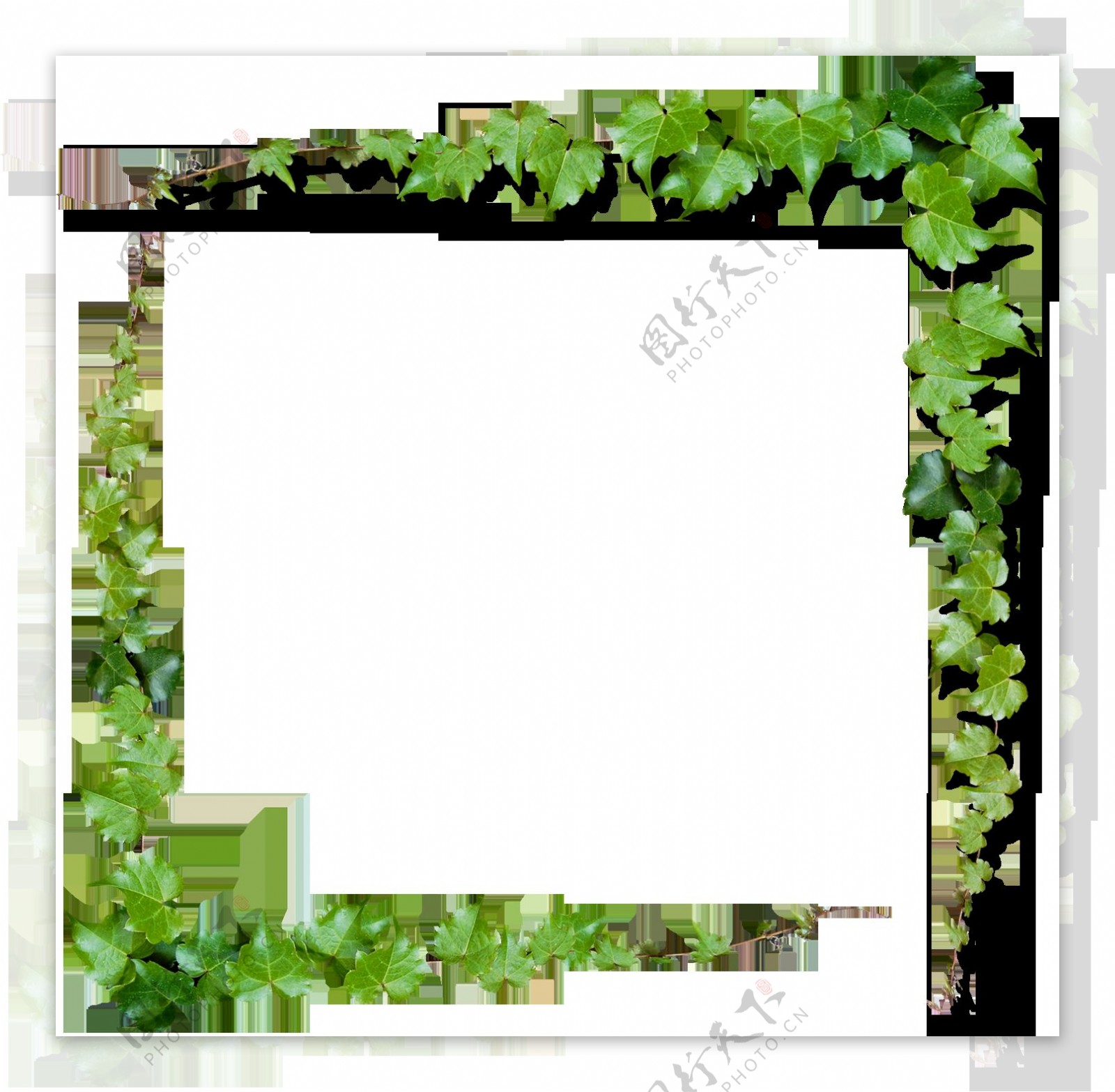绿色边框花藤图案元素