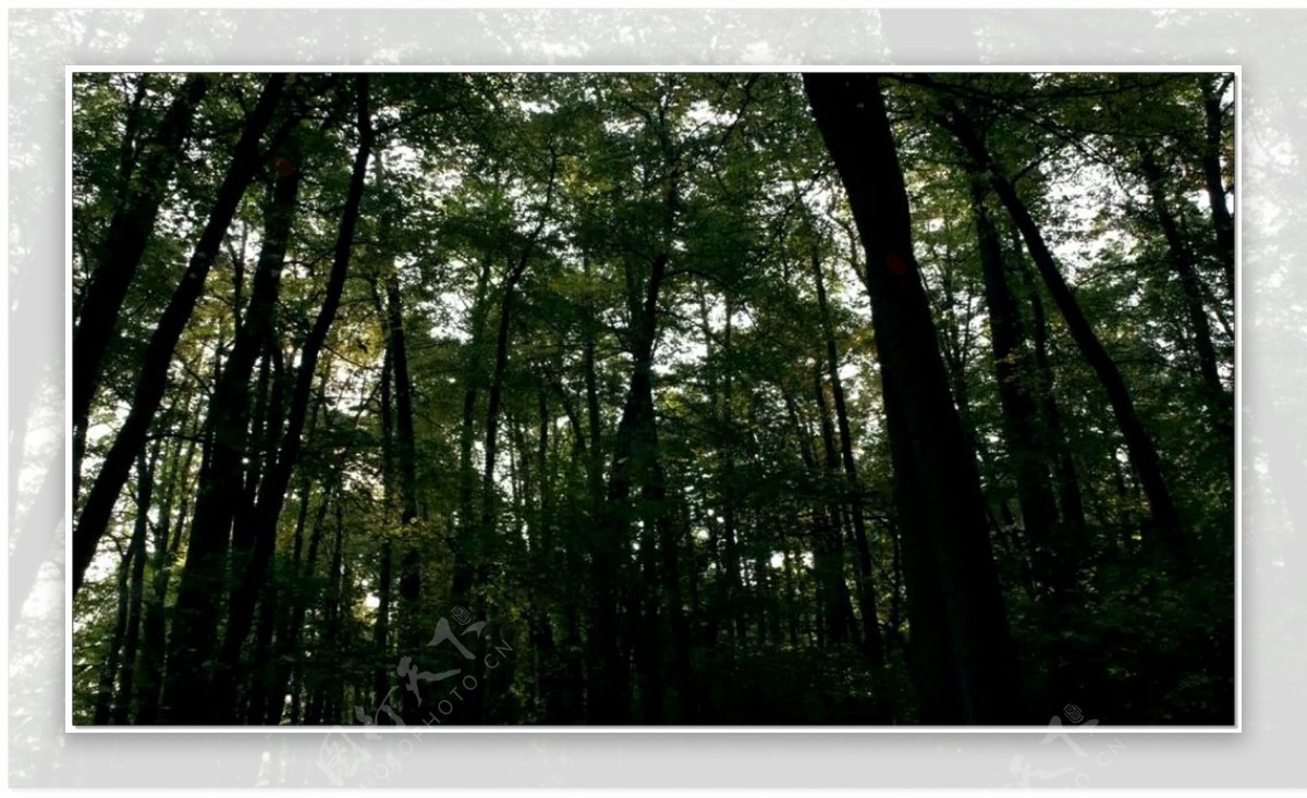 绿色森林动态视频素材