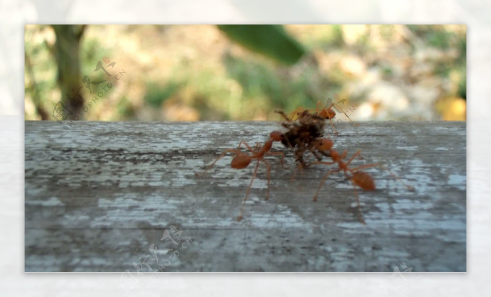 携带死蜘蛛的蚂蚁