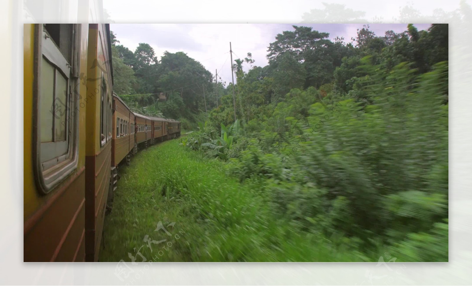 斯里兰卡火车穿越丛林