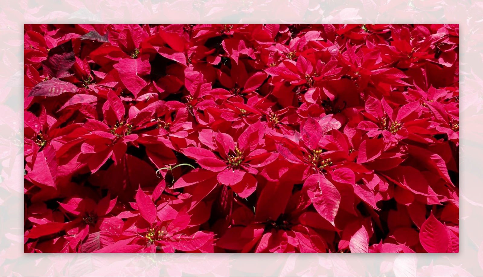 PoinsettiaFlowers4k