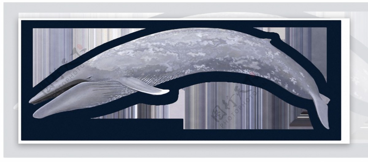 灰色跳跃的鲸鱼免抠png透明素材