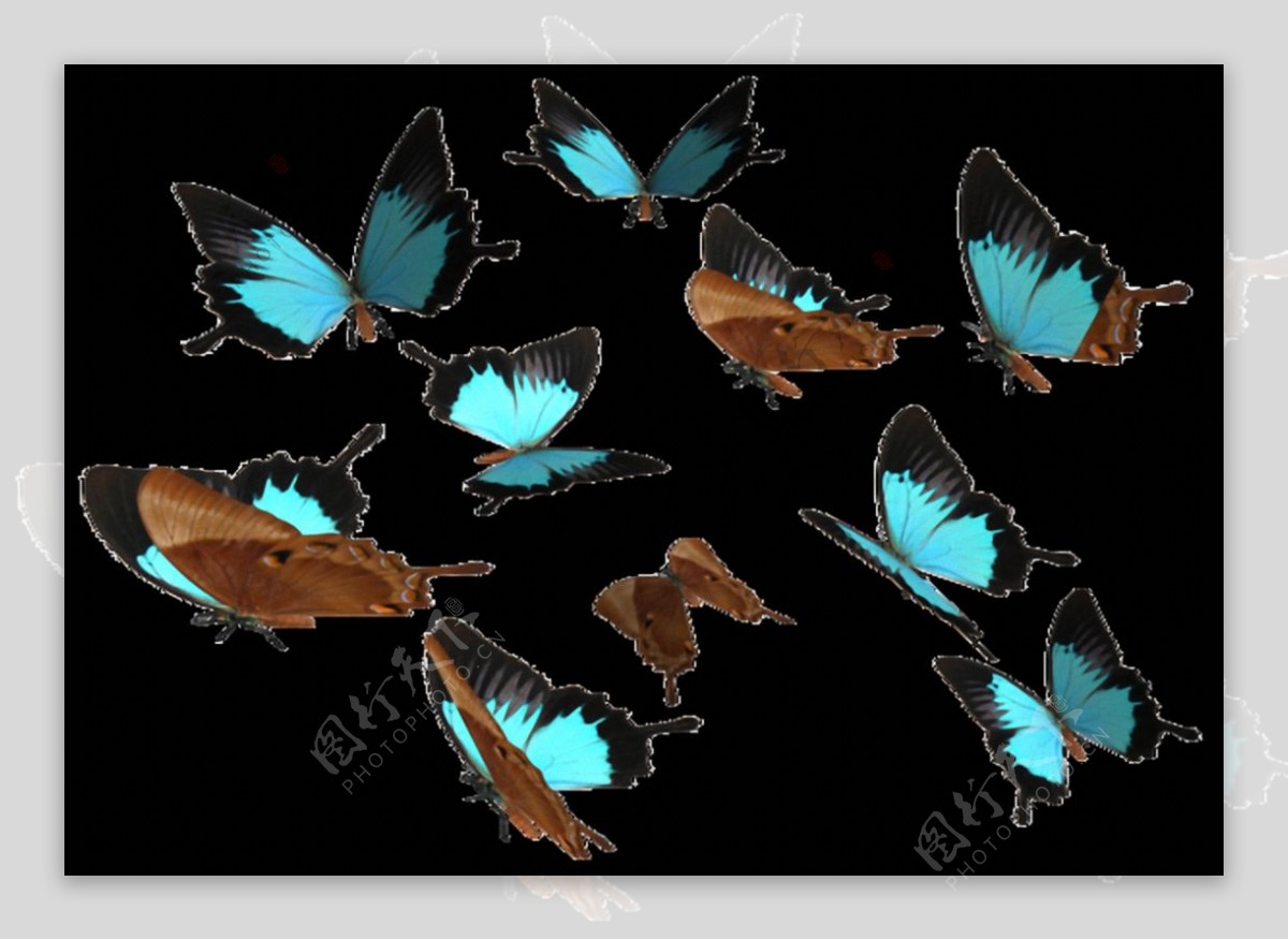 一群蓝色蝴蝶免抠png透明素材