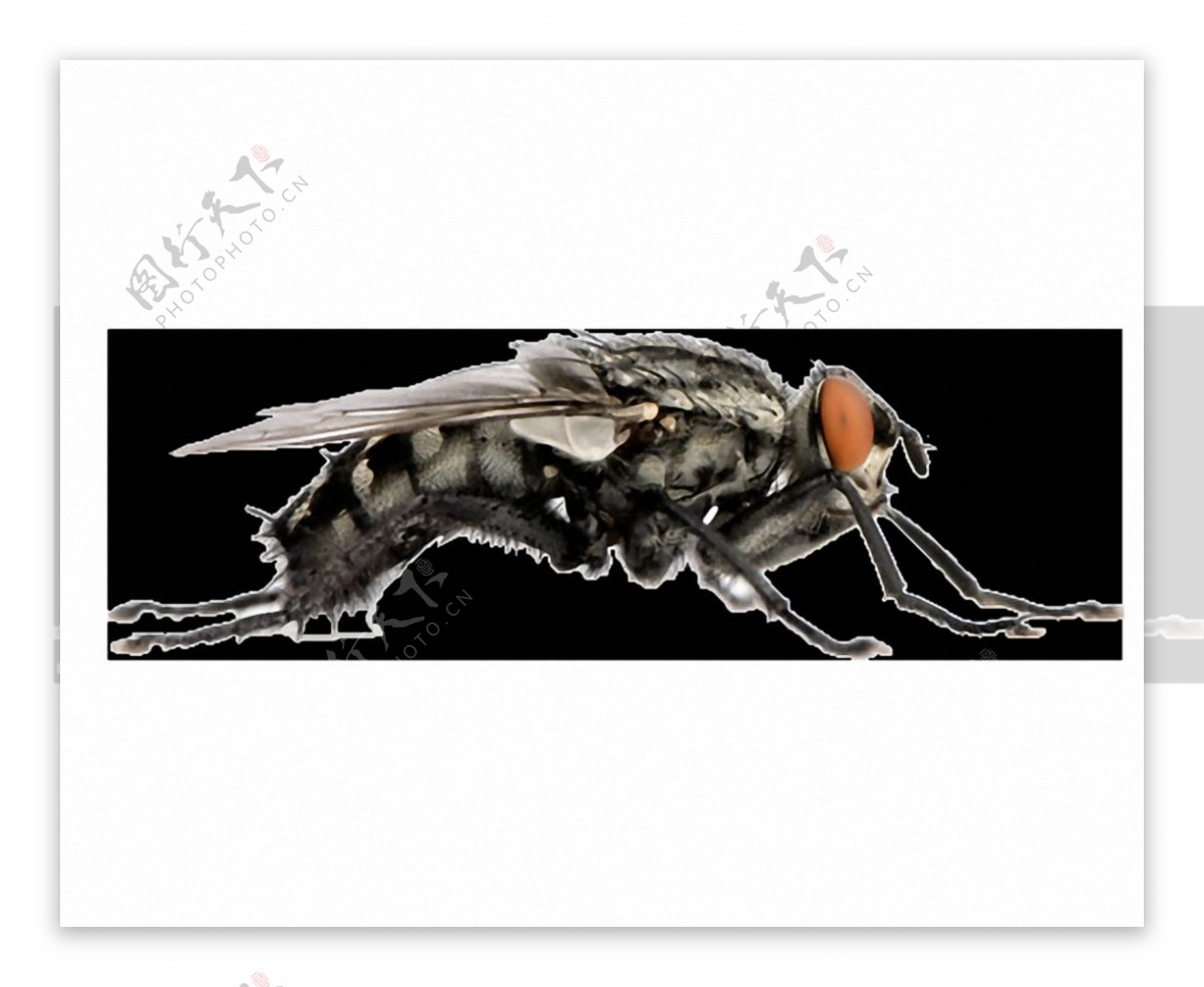 苍蝇侧面图免抠png透明素材