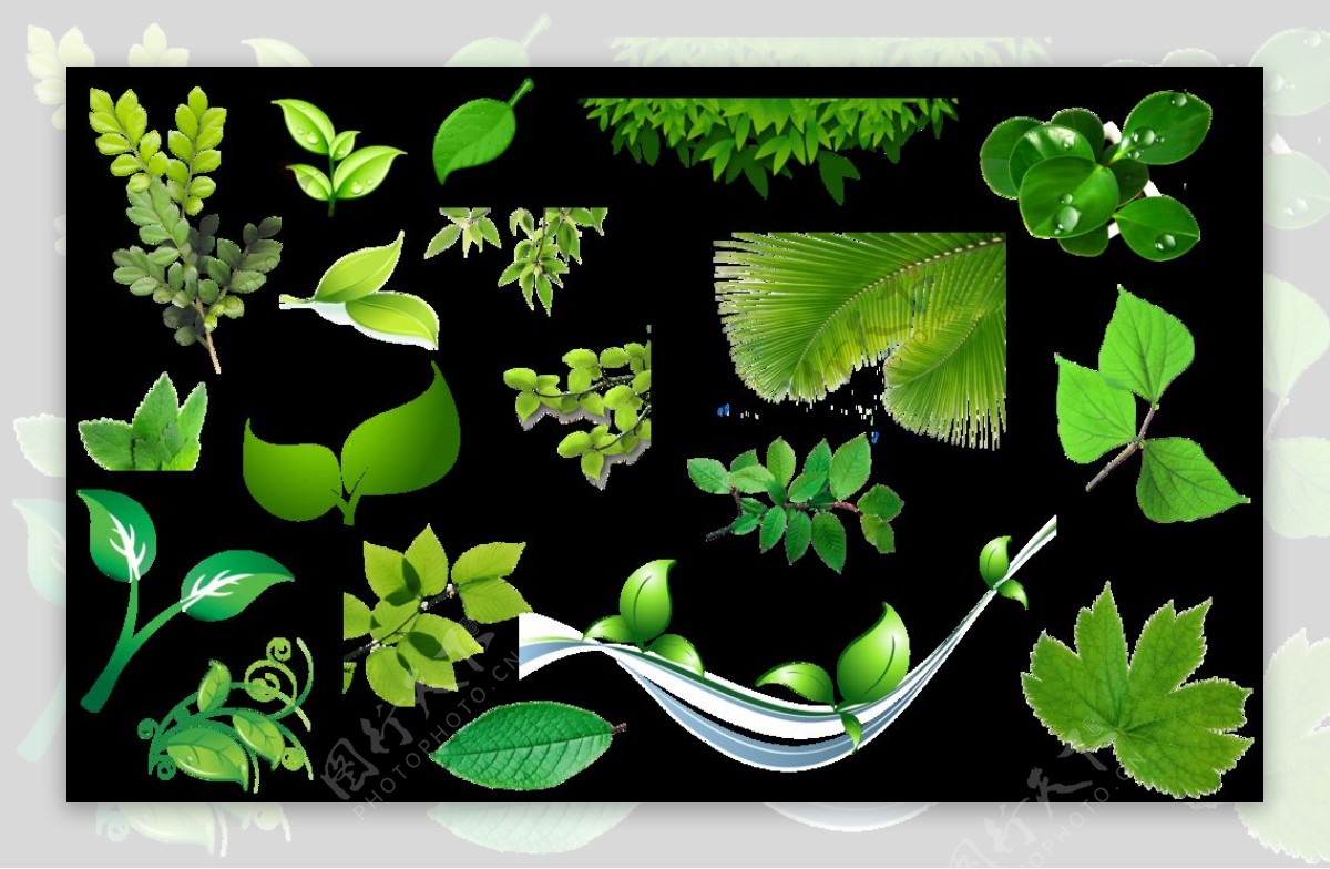 各种绿色树叶免抠png透明素材