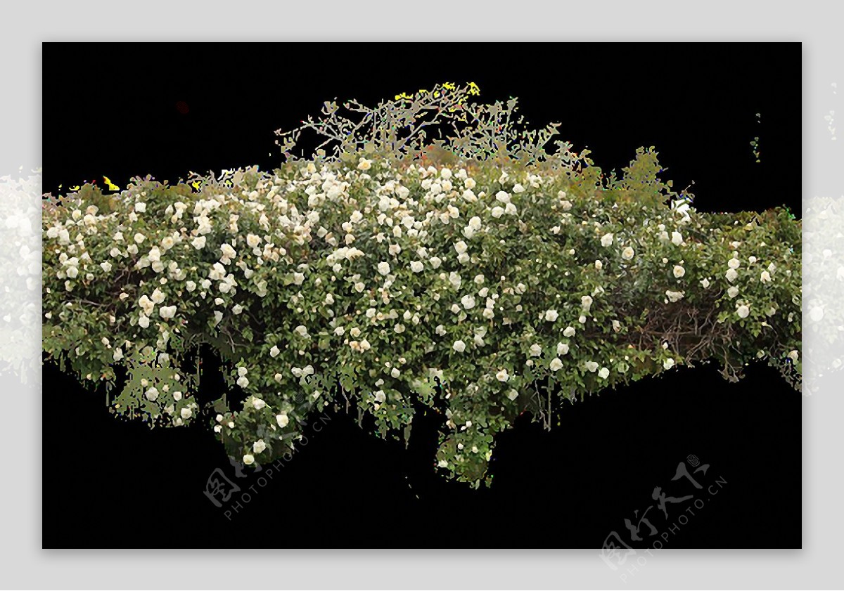 白色鲜花灌木丛免抠png透明图层素材