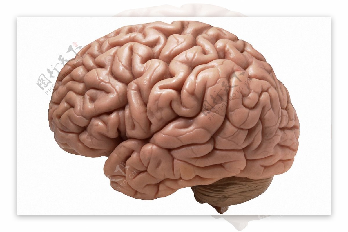 红色大脑模型图免抠png透明图层素材