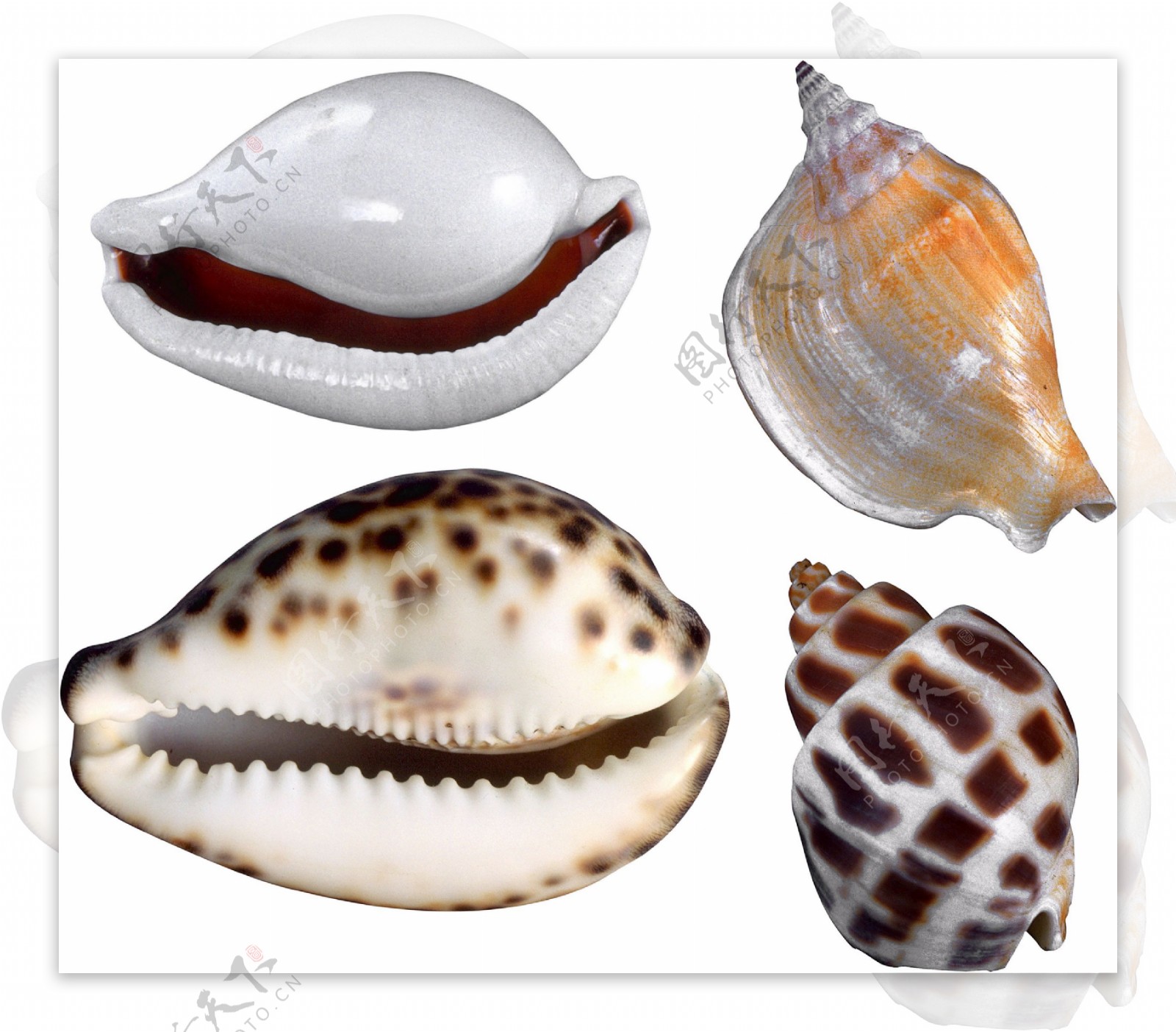 四种漂亮海螺贝壳免抠png透明图层素材
