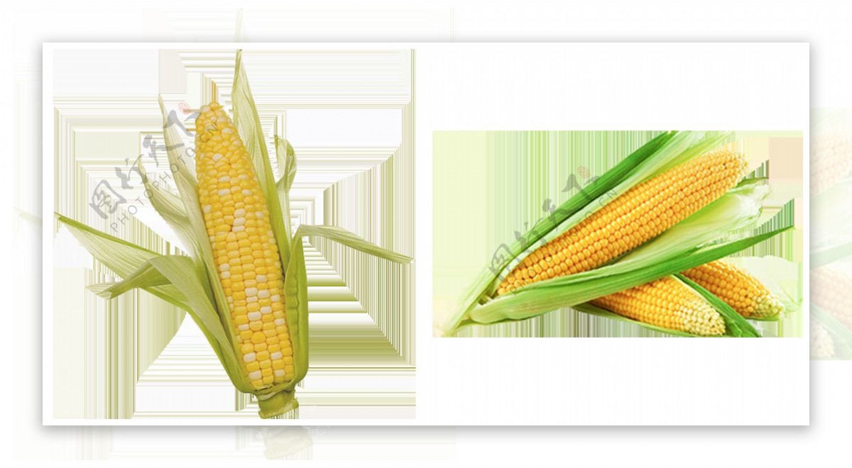新鲜玉米图片免抠png透明图层素材