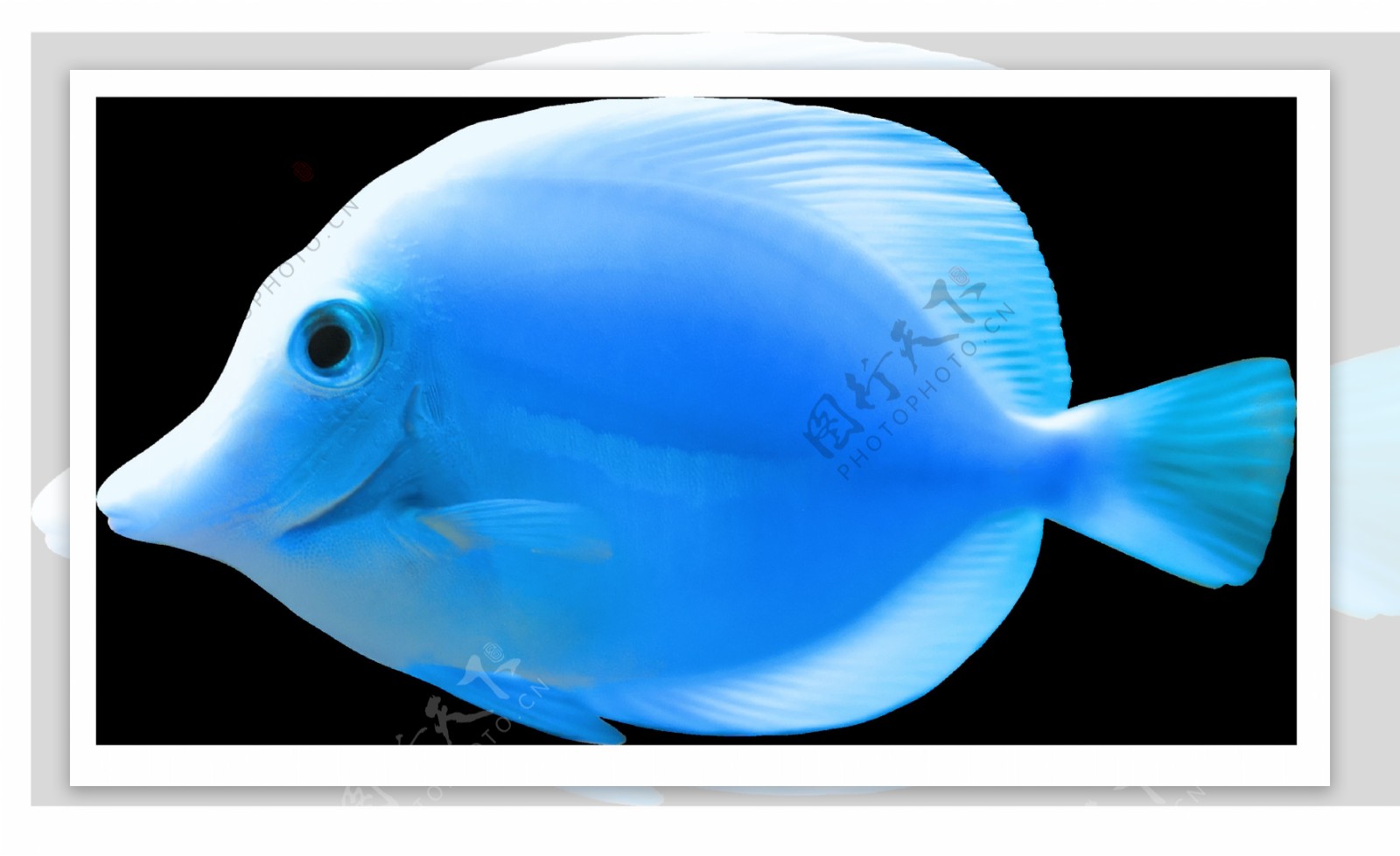 漂亮蓝色热带鱼免抠png透明图层素材