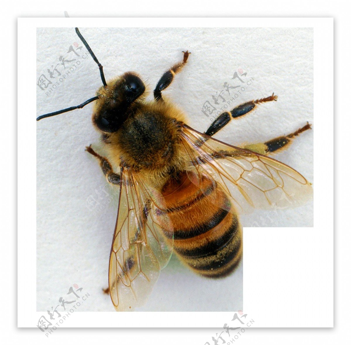 高清蜜蜂图片免抠png透明图层素材