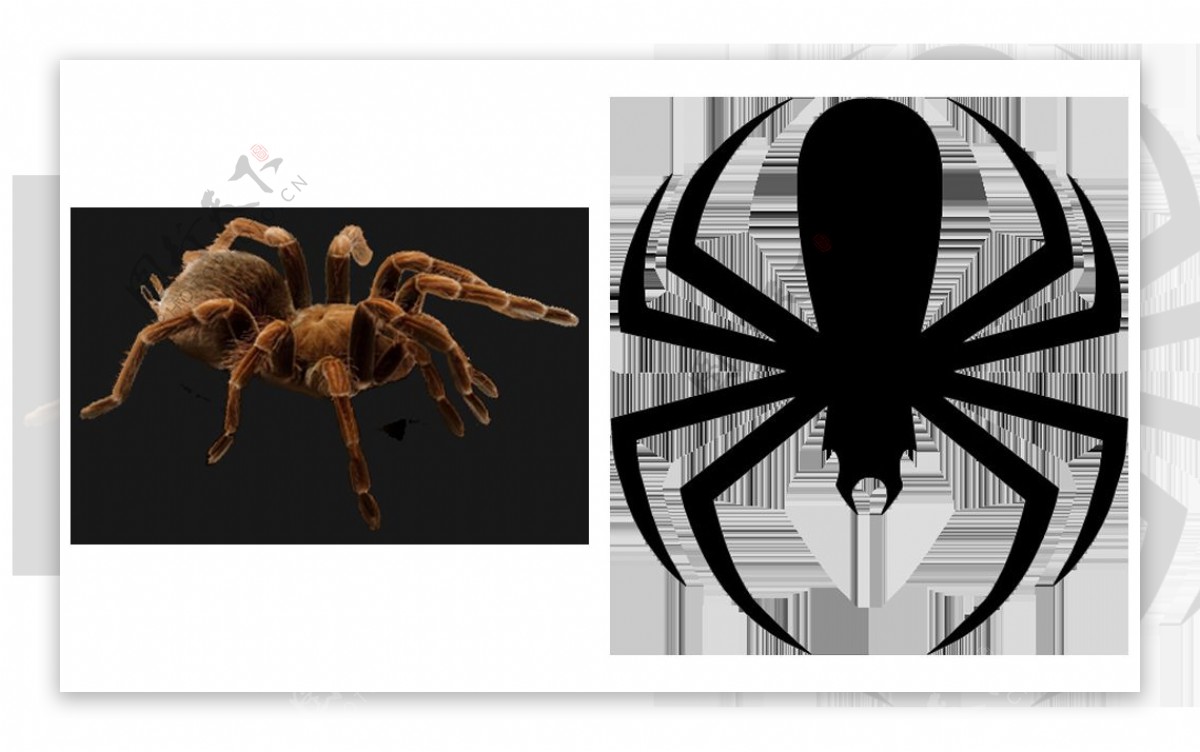 花蜘蛛图片免抠png透明图层图片素材 编号 图行天下