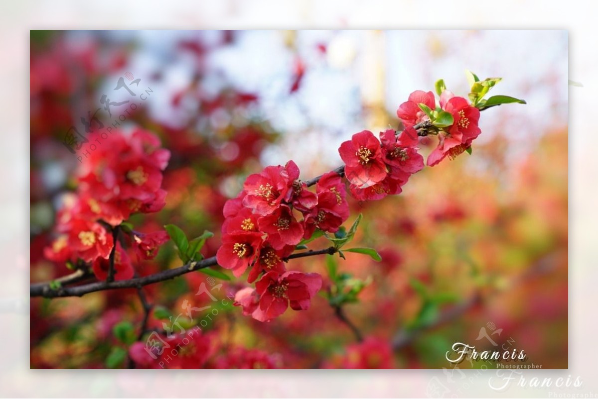 那片桃花